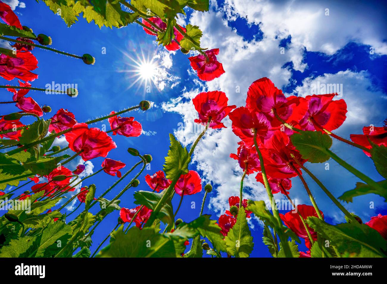 Ein Feld voller Blüten von rotem Mohn erfreut das Auge. Foto Stock