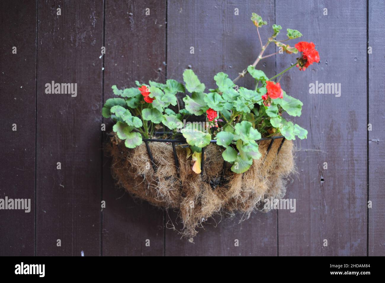 Vista serena di fiori rossi in una pentola appeso su un muro di legno Foto Stock