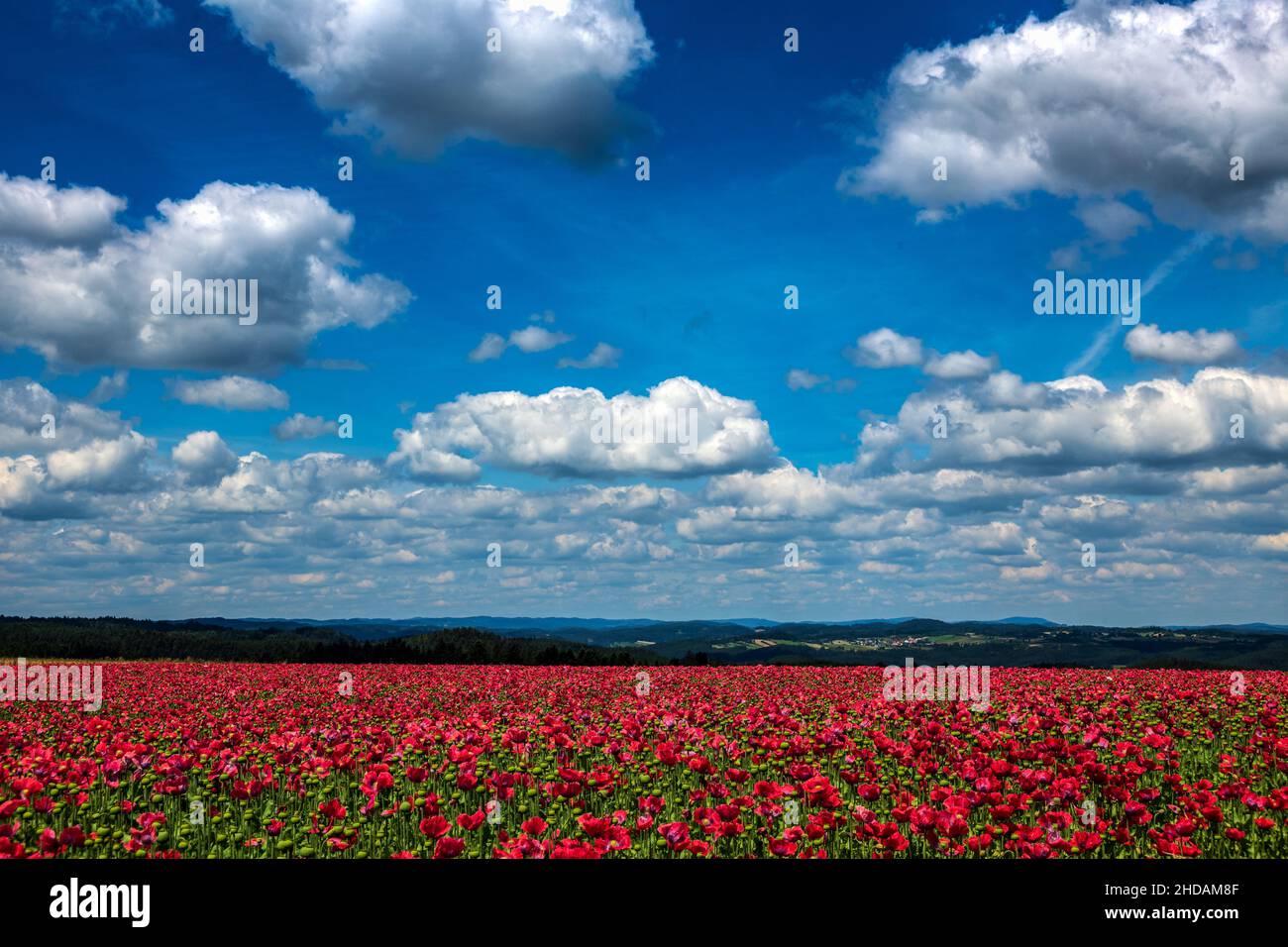 Österreich, Niederösterreich, in der Nähe von Armschlag. Ein Feld mit blühendem, roten Mohn erfreut das Auge. Foto Stock