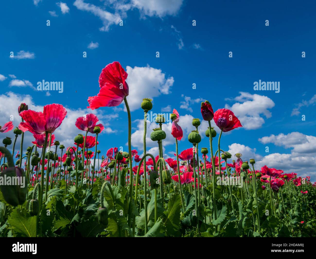 Österreich, Niederösterreich, in der Nähe von Armschlag. Ein Feld mit blühendem, roten Mohn erfreut das Auge. Foto Stock