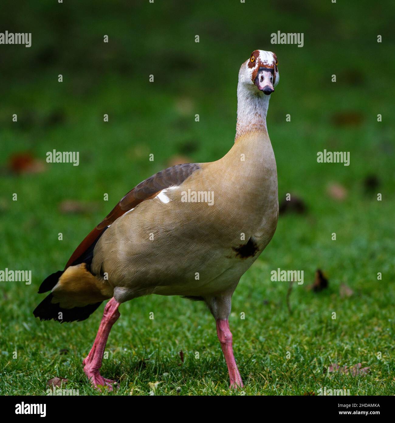 Nilgans (Alopochen aegyptiacus) Foto Stock