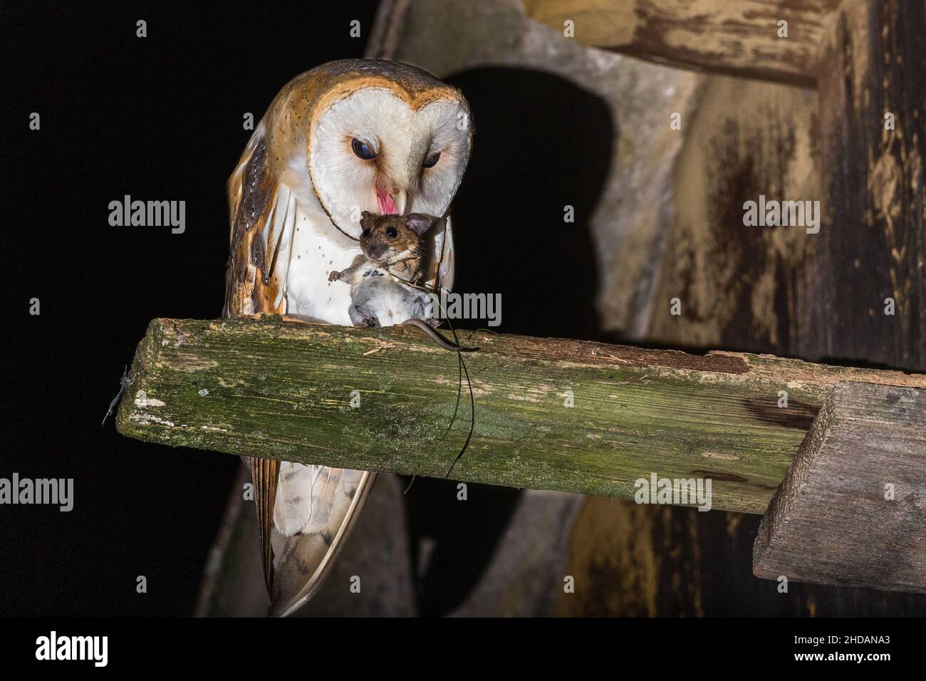 Schleiereule (Typto alba) am Nistkasten Foto Stock