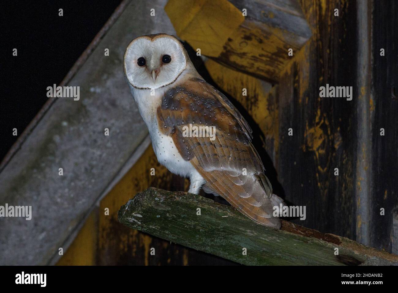 Schleiereule (Typto alba) am Nistkasten Foto Stock