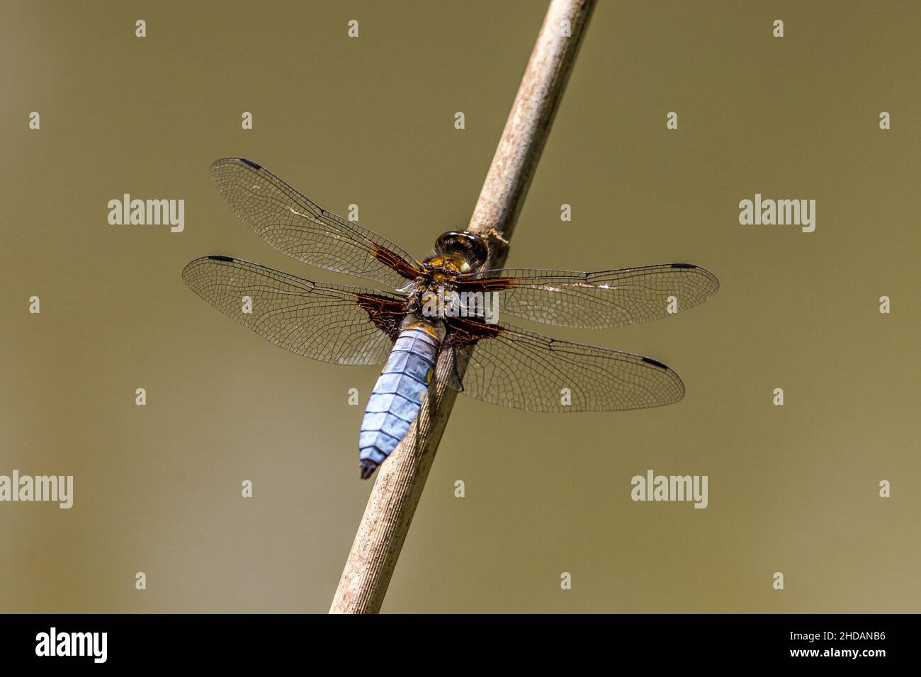 Plattbauch (Libellula depressa) Männchen Foto Stock