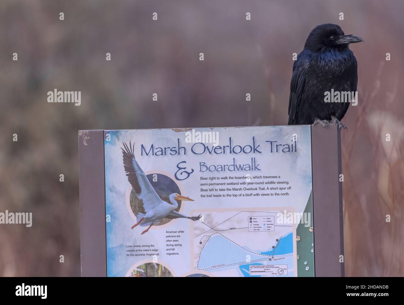 Raven on Marsh Overlook Trail presso il Bosque del Apache National Wildlife Refuge. Foto Stock