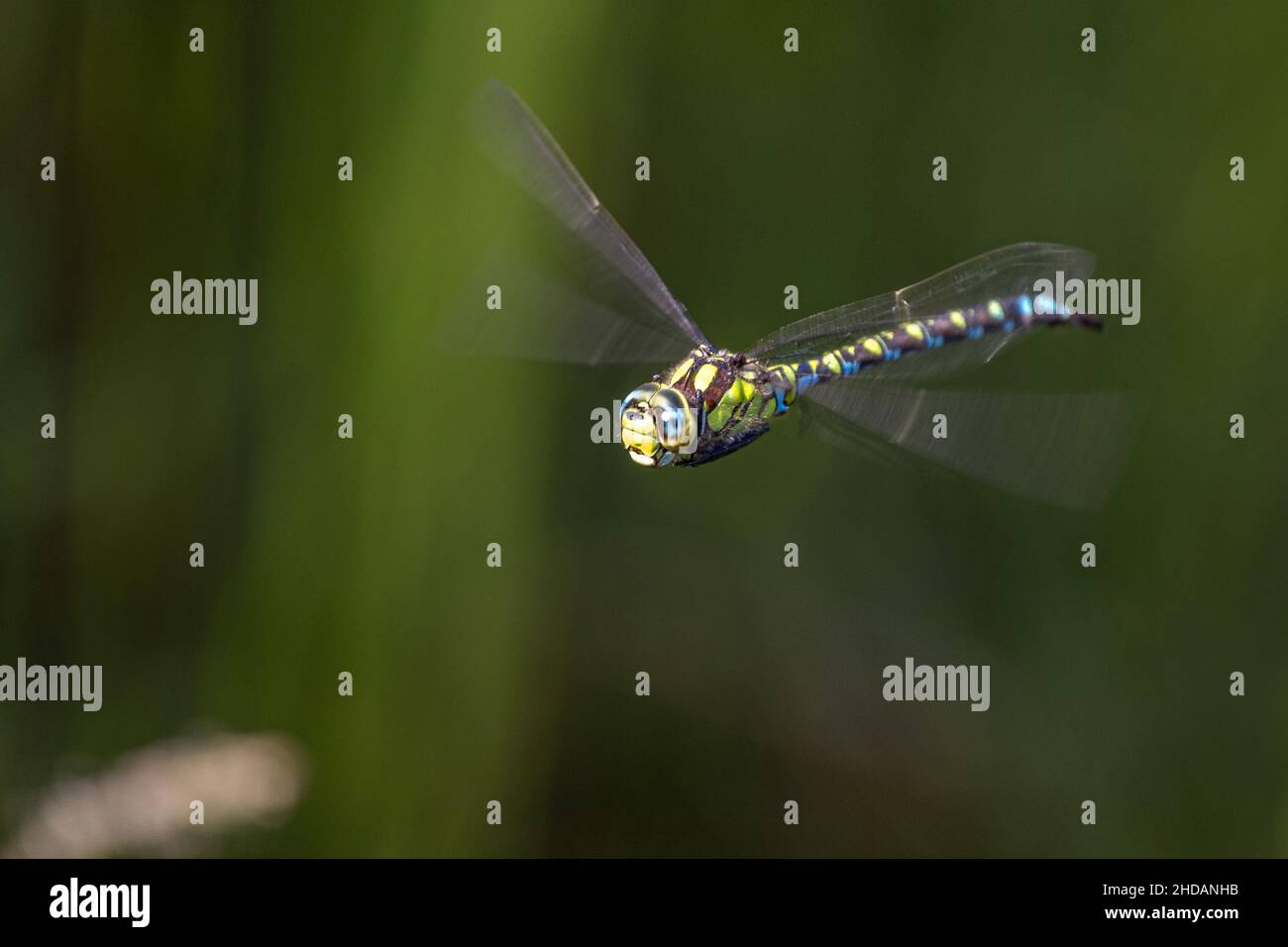 Blaugrüne Mosaikjungfer (Aeshna cyanea) Männchen Foto Stock