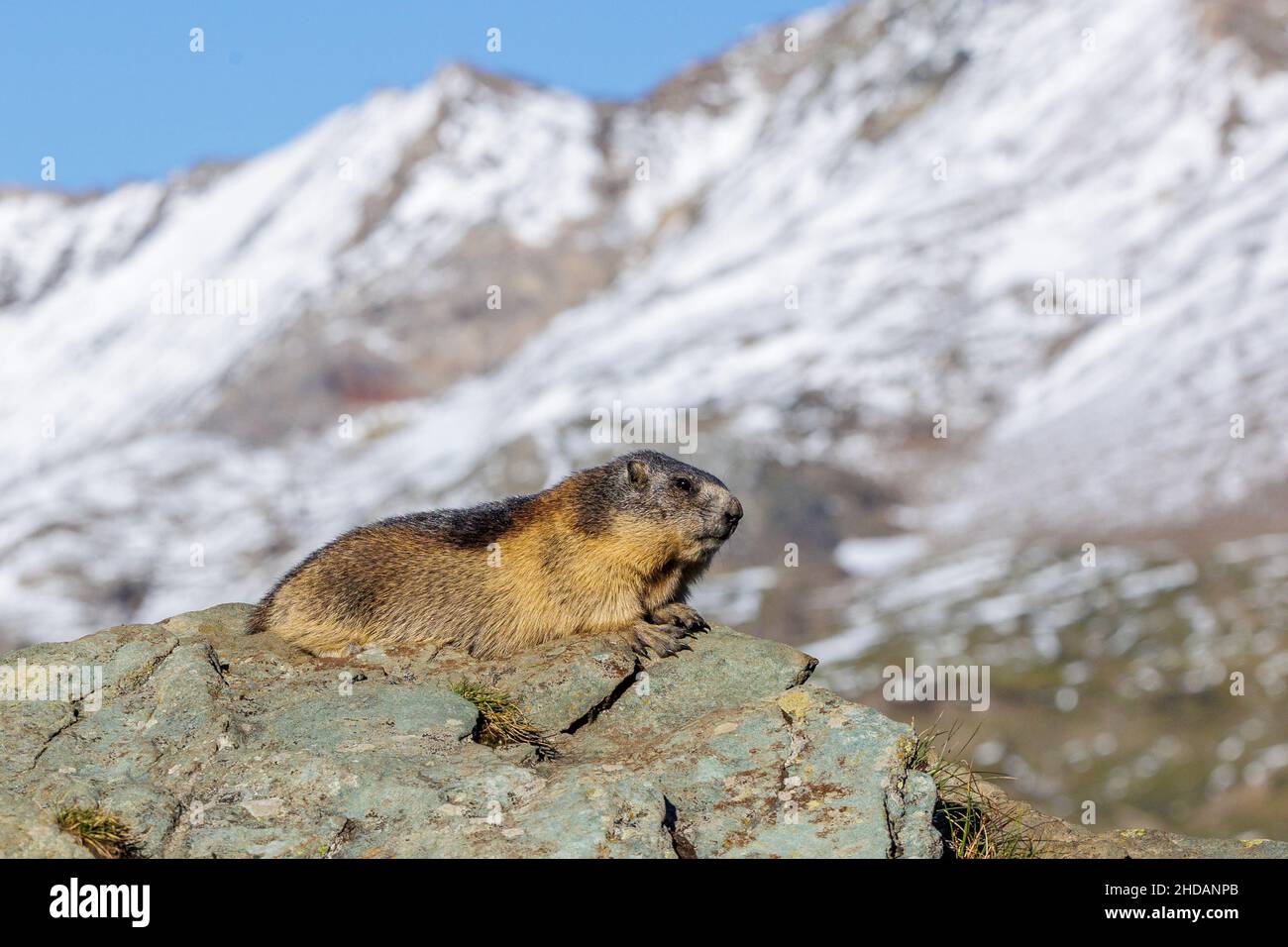 Alpenmurmeltier (Marmota marmota) Foto Stock
