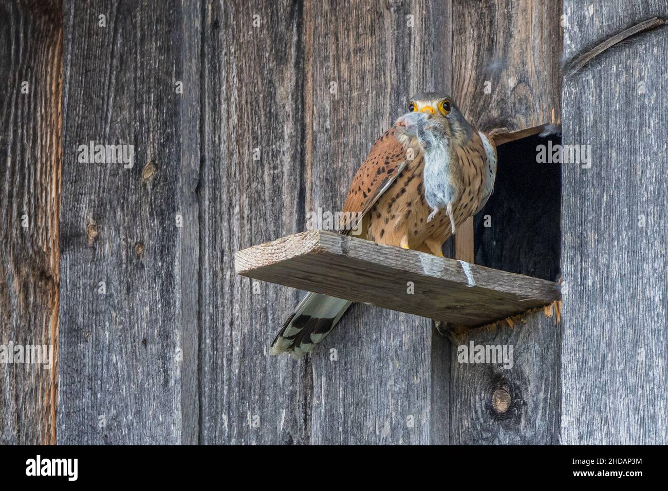Turmfalke (Falco tinnunculus) Männchen am Nistkasten Foto Stock