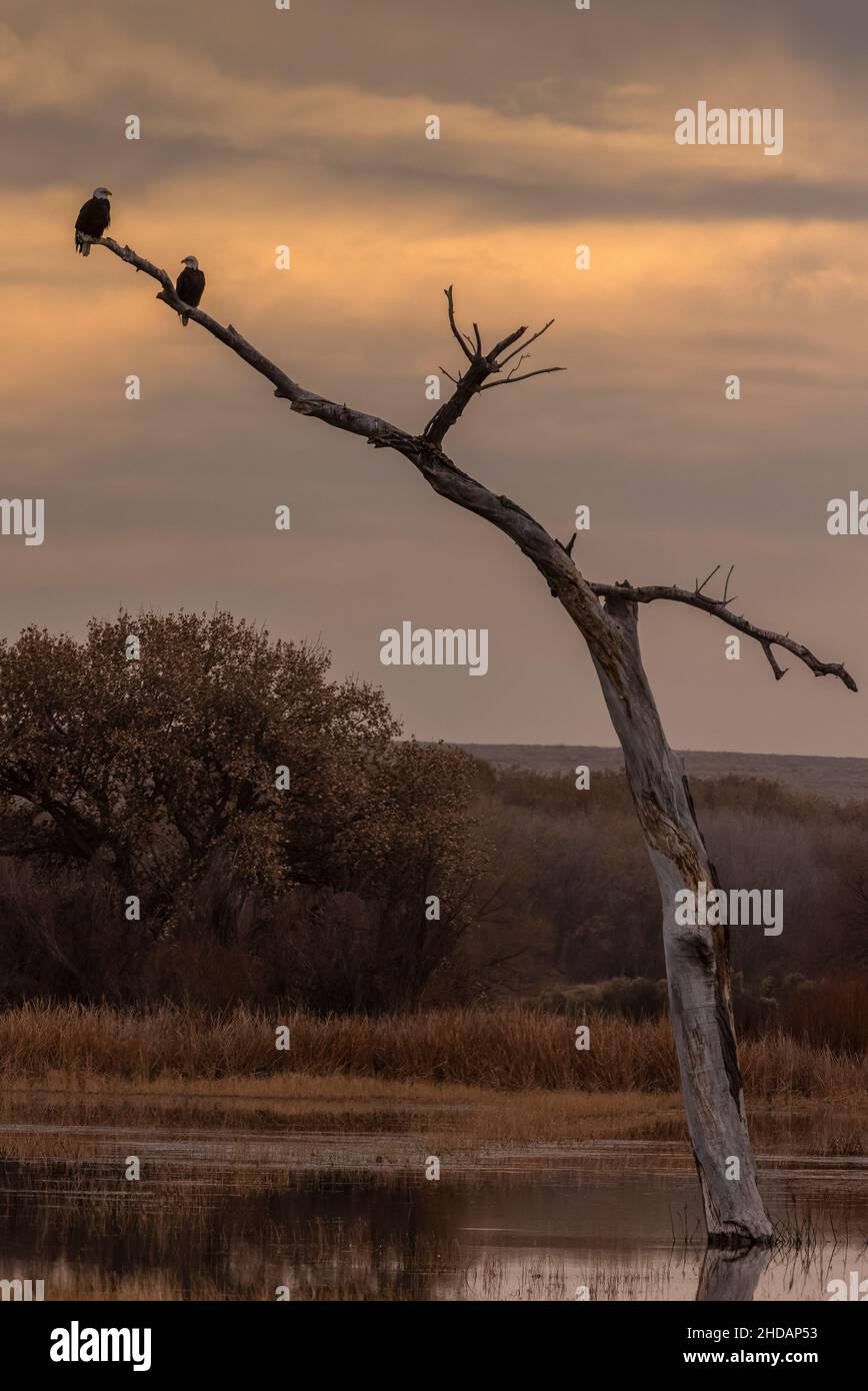 Mattina presto a Bosque del Apache in inverno - 2 aquile Bald in albero vecchio. Nuovo Messico. Foto Stock