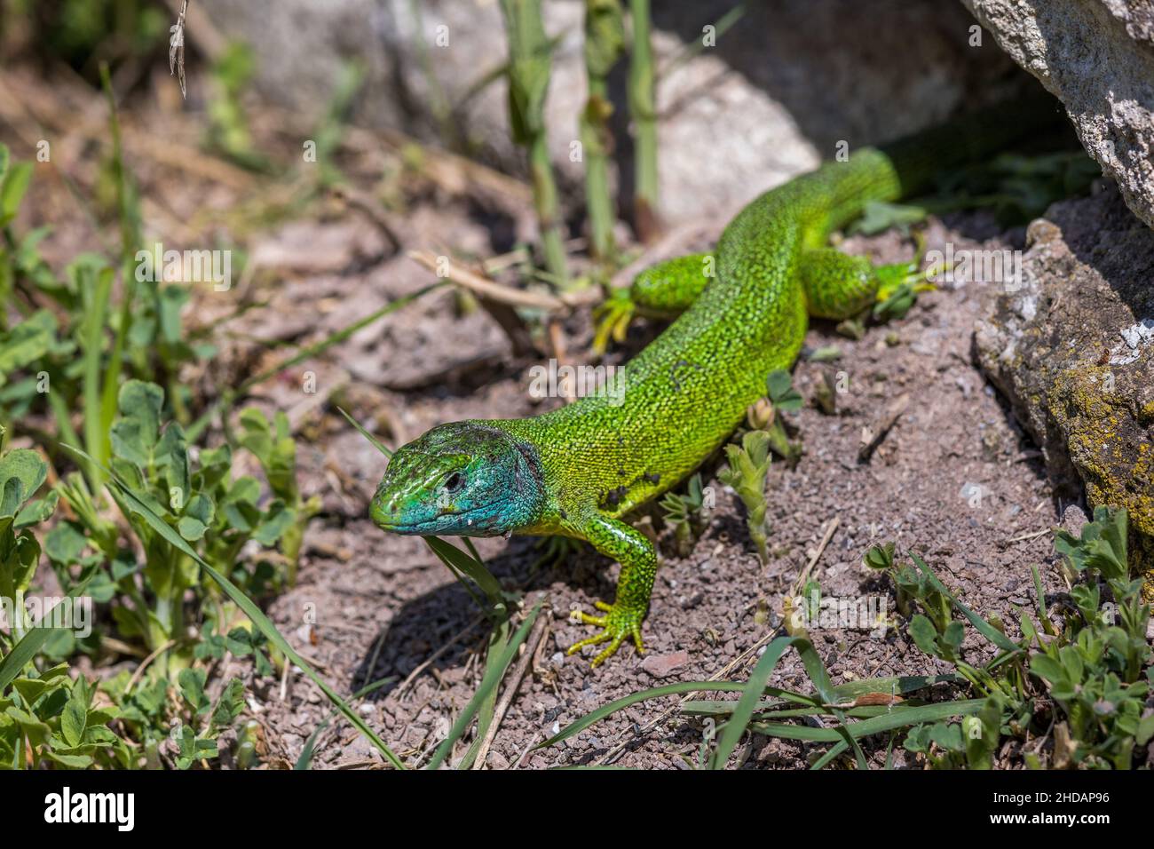 Westliche Smaragdeidechse (Lacerta bilineata) Männchen Foto Stock