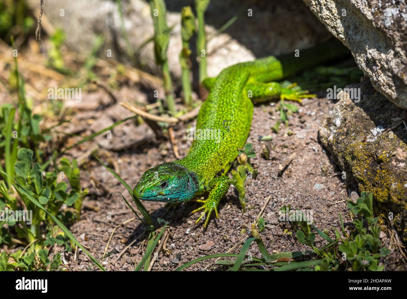 Westliche Smaragdeidechse (Lacerta bilineata) Männchen Foto Stock