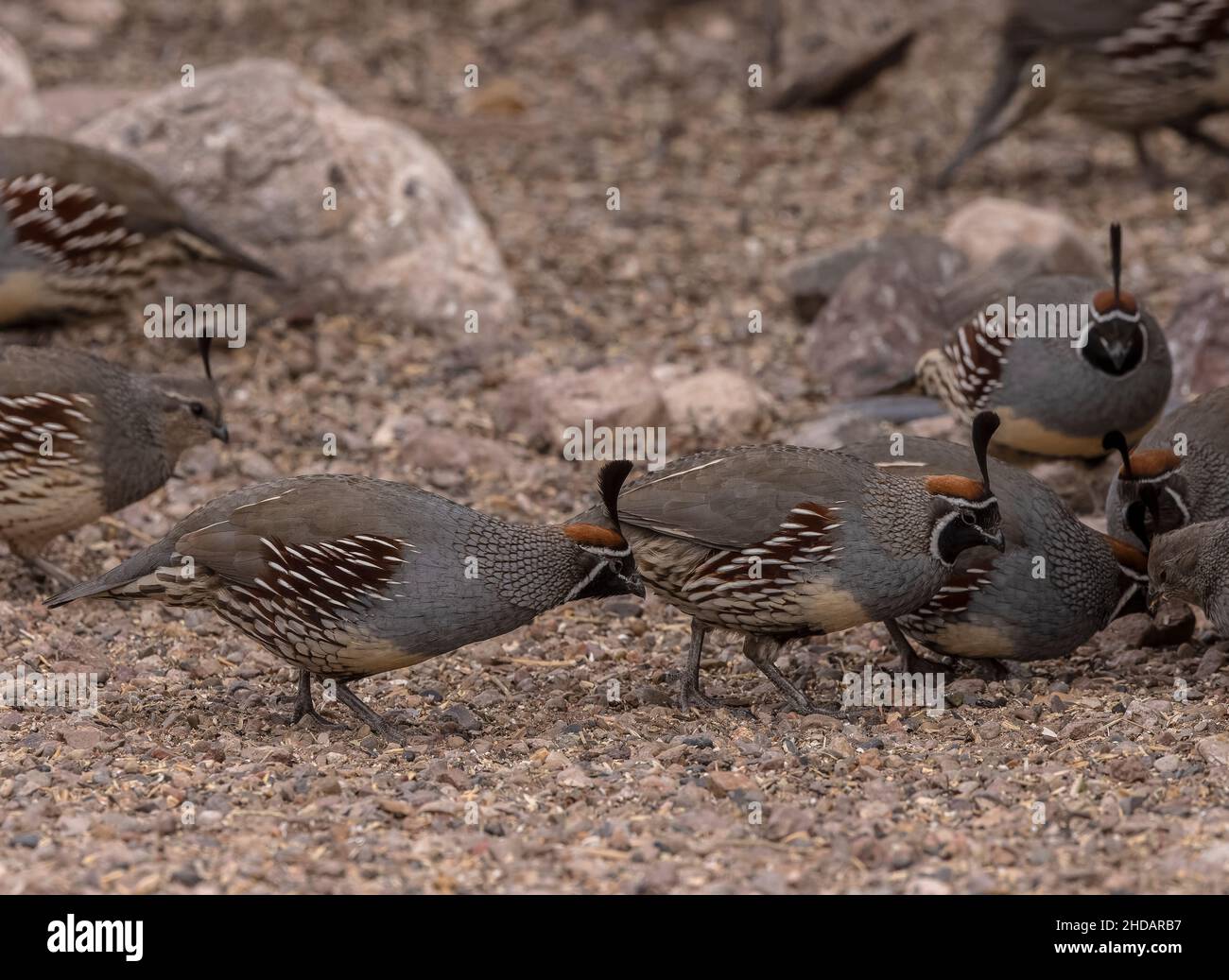 Gruppo di quaglie di GAMBEL, Callipepla Gambelii, sotto un alimentatore di uccelli in giardino nel deserto di Chihuahua, New Mexico. Foto Stock