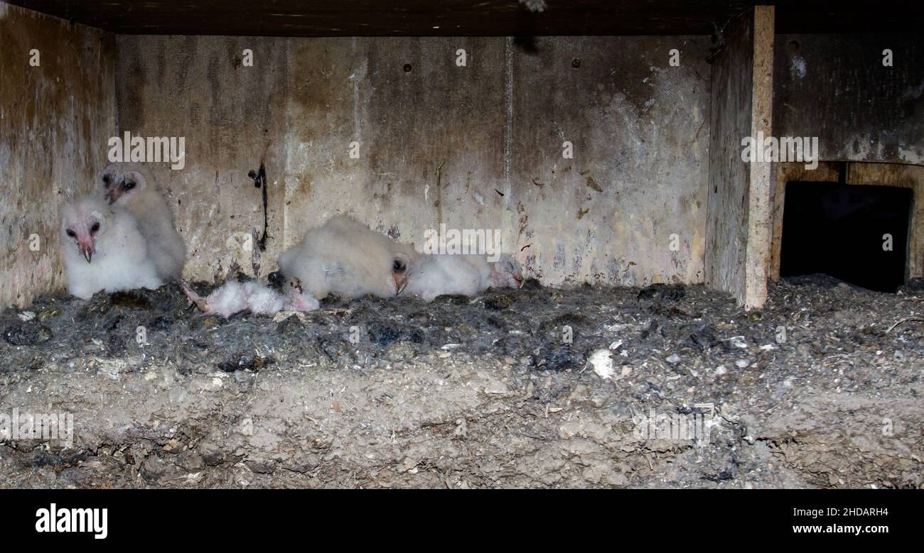 Schleiereule (Typto alba) Jungvögel im Nistkasten Foto Stock