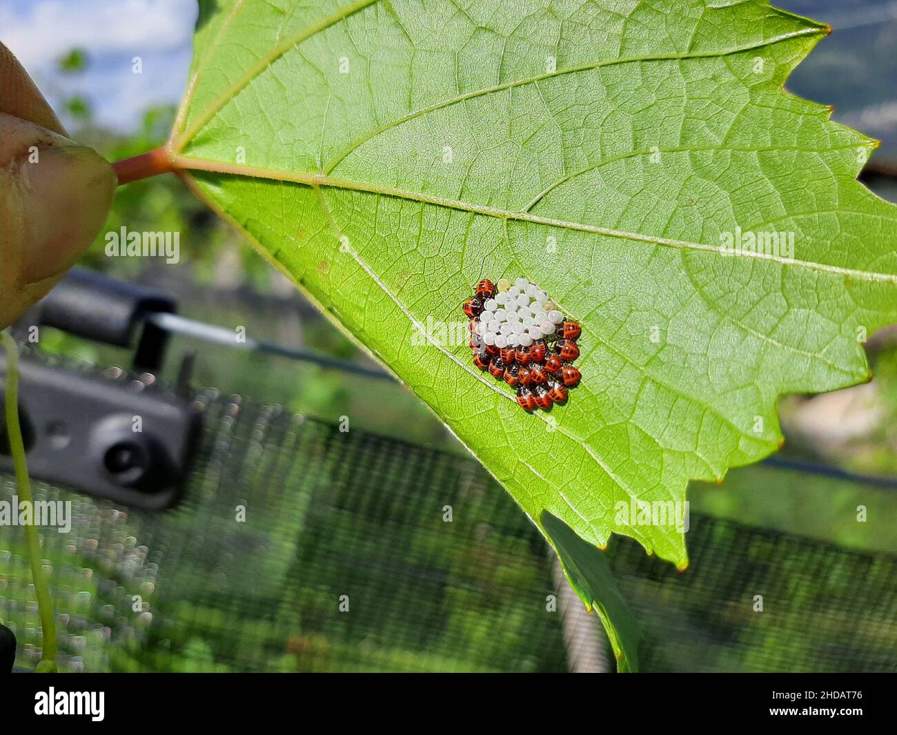 Marmorizzato insetto ninfe su una foglia di vite Foto Stock