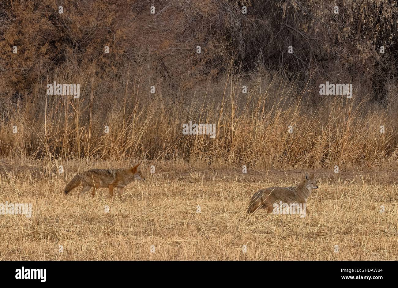 Coppia di Coyote, Canis latrans, caccia lungo bordo campo, New Mexico. Foto Stock