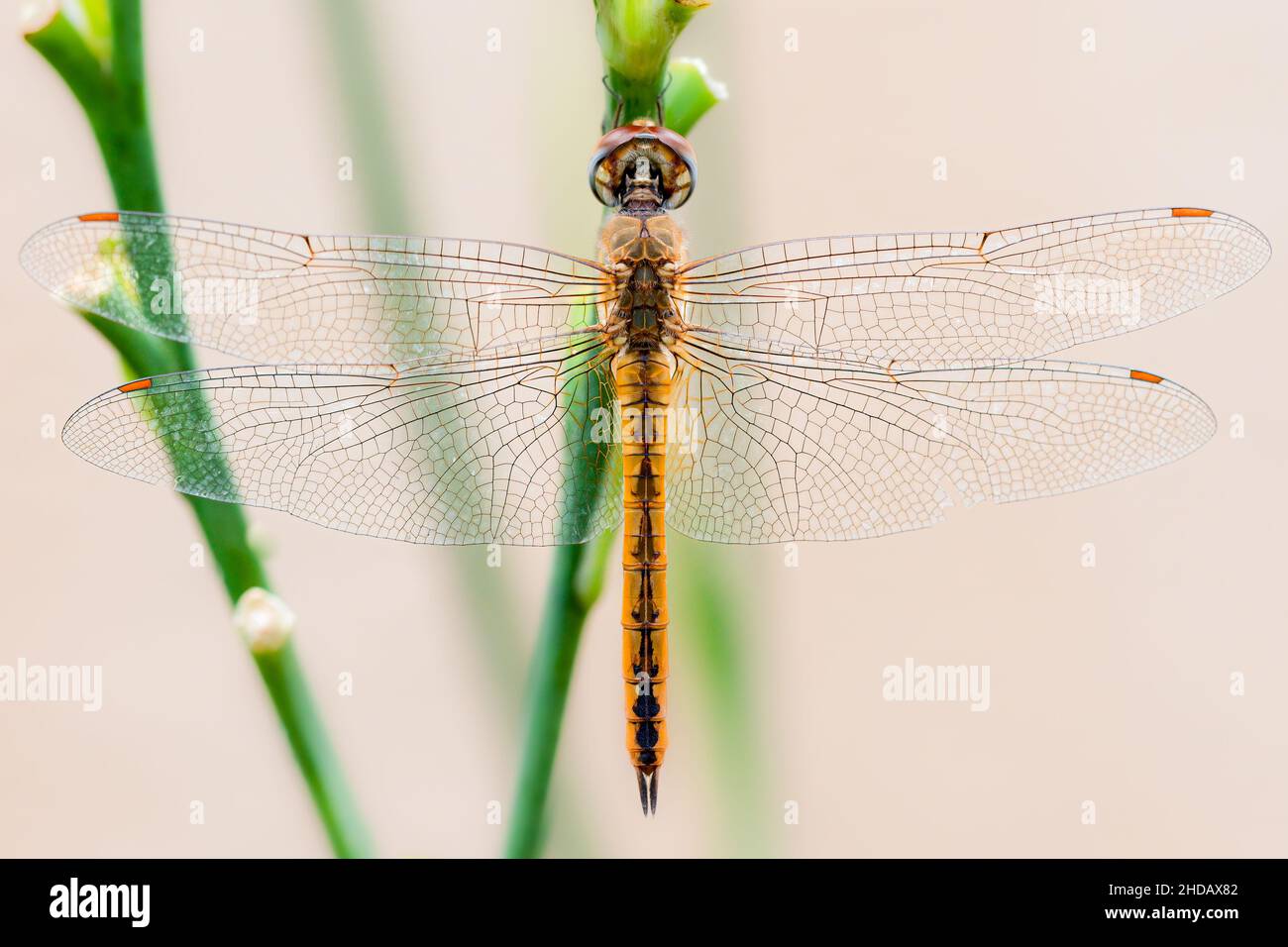 Foto macro dettagliata di una libellula Foto Stock