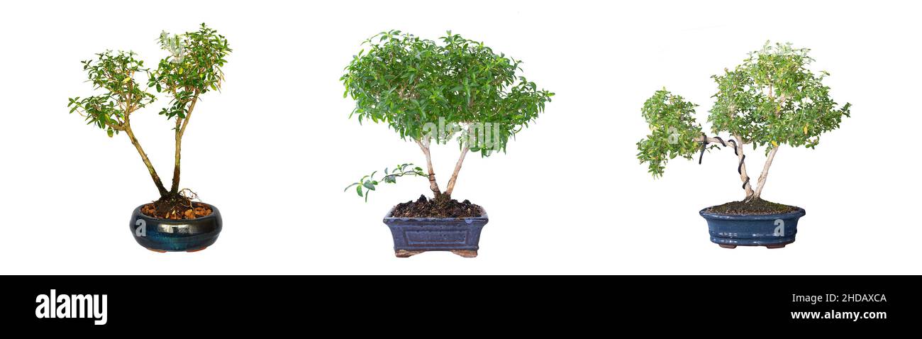 Un giovane giapponese boxthorn bonsai isolate su sfondo bianco ( Serissa japonica ) Foto Stock