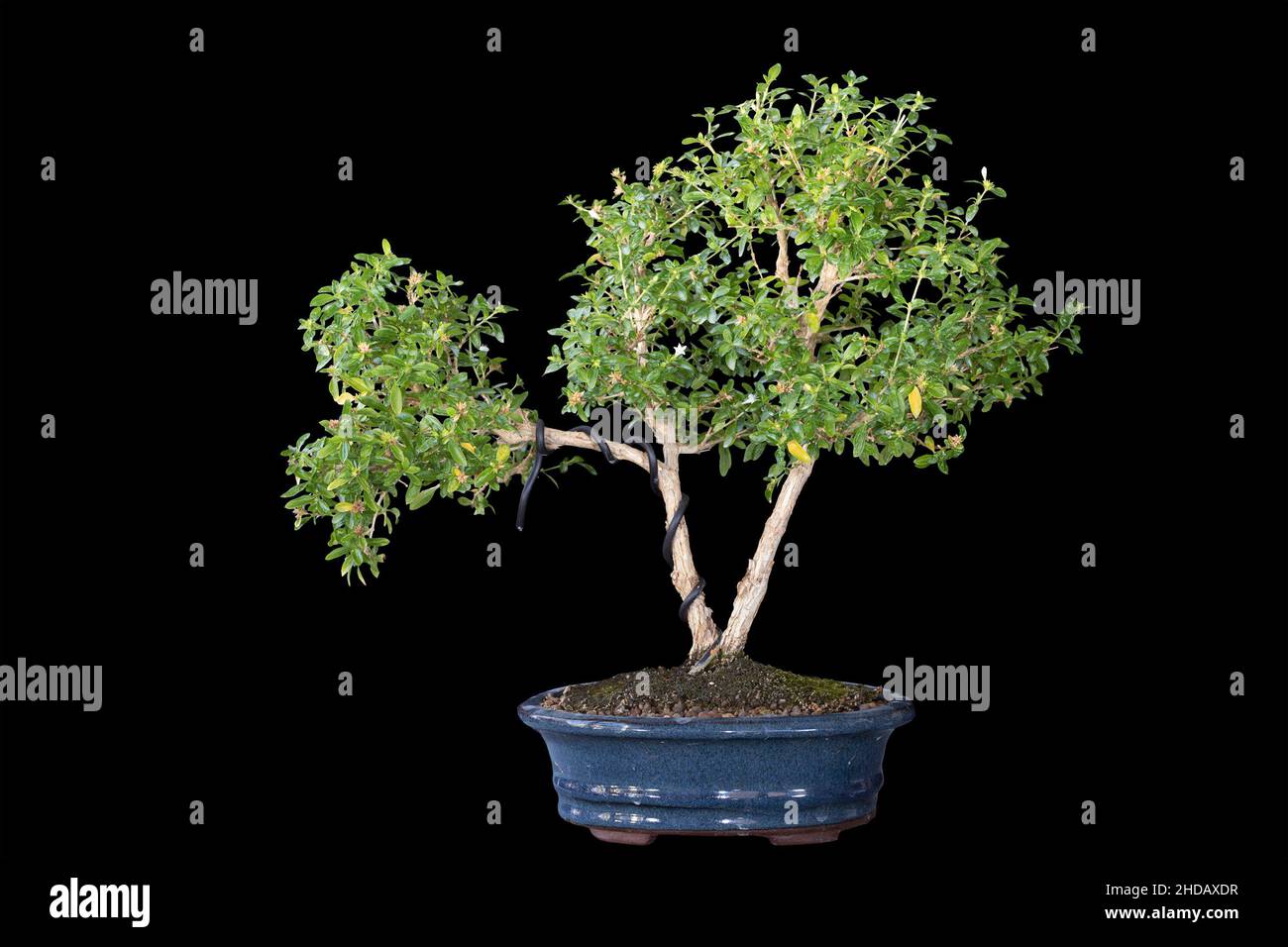 Serissa japonica (rosa neve) bonsai piantato in vaso di ceramica, isolamento su sfondo scuro Foto Stock