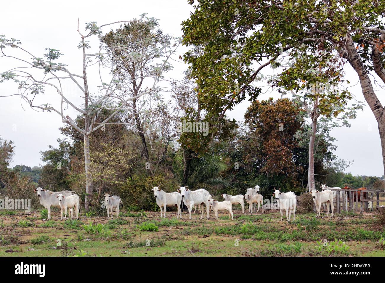 Mandria di vacche di zebu bianco Foto Stock