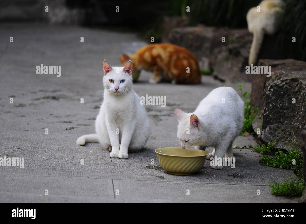 Group of white stray cats eating food from the pot outdoors Foto Stock