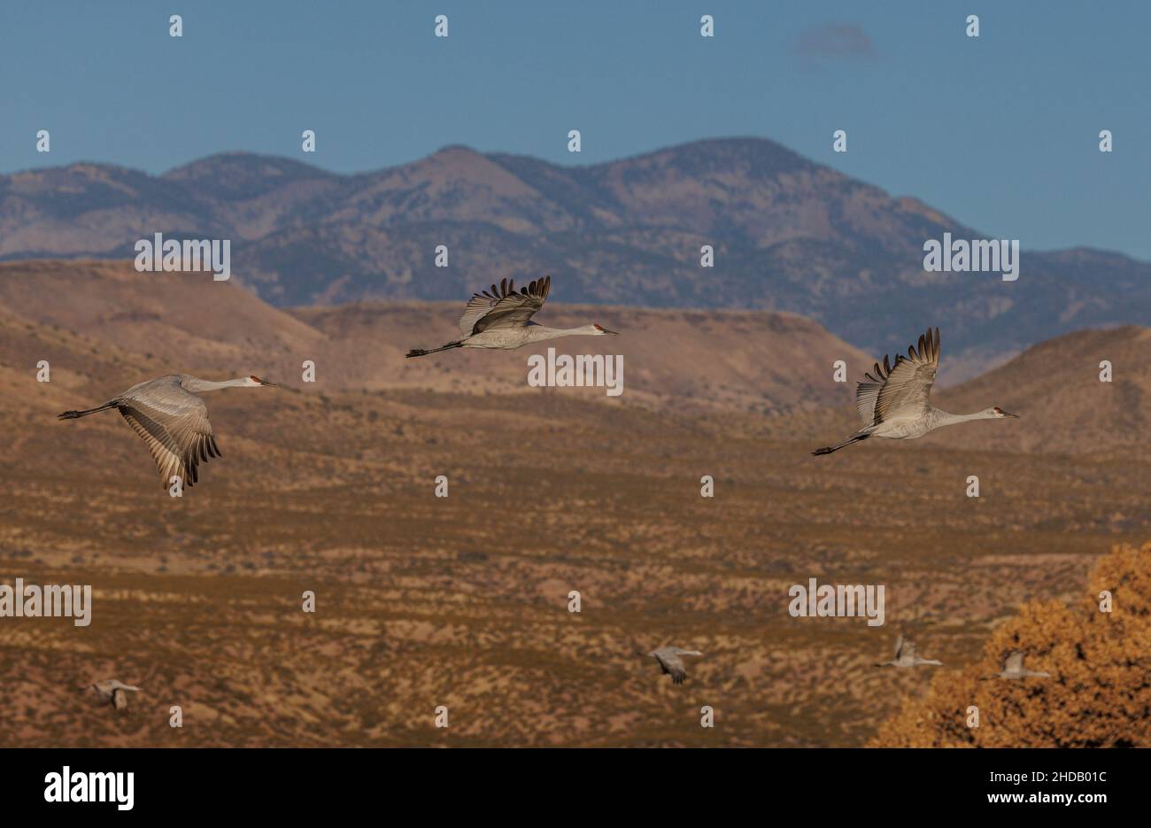 Gruppo di gru Sandhill in volo, in inverno a Bosque del Apache, New Mexico. Foto Stock