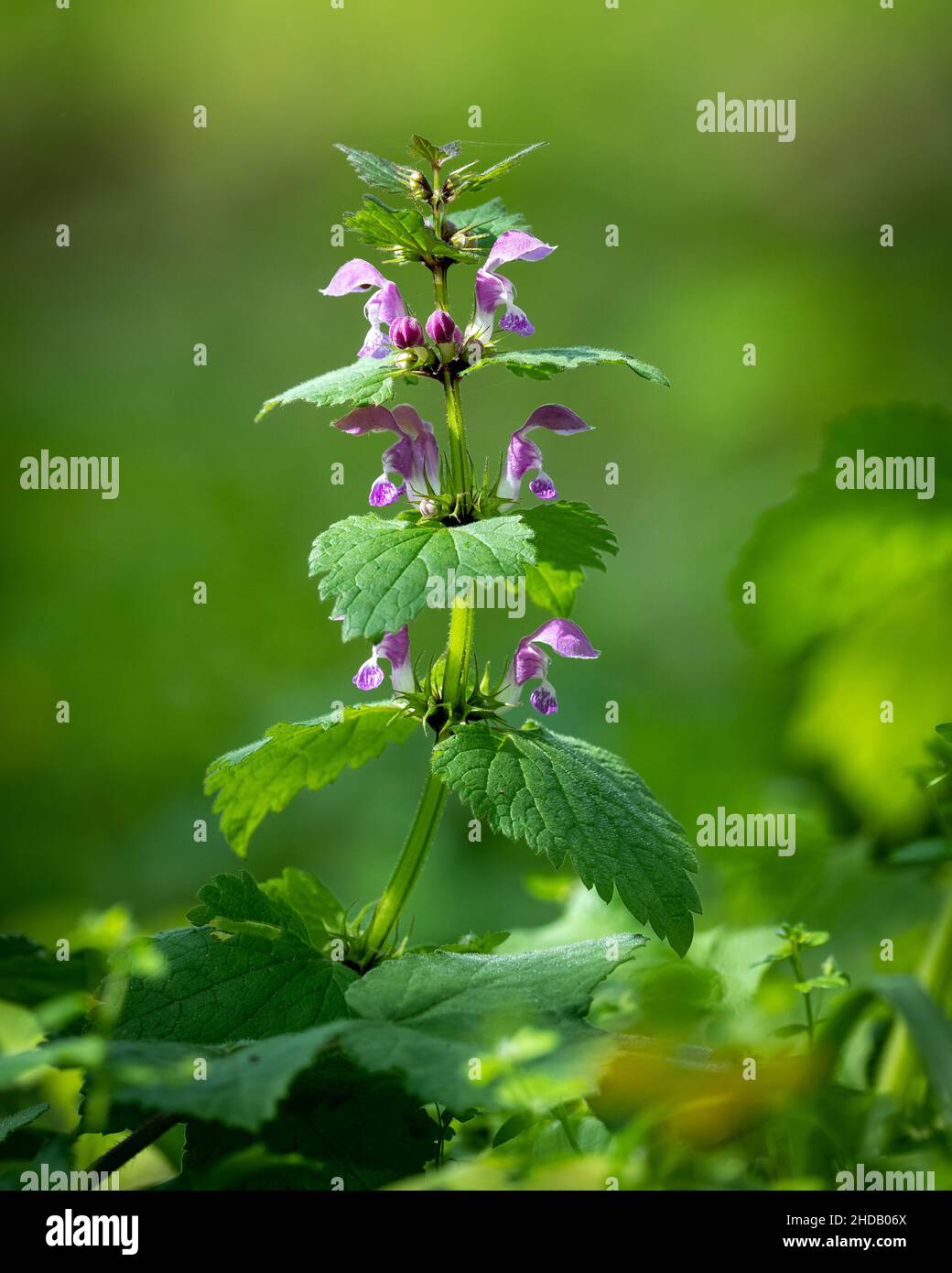 Scatto verticale di nettle morte con uno sfondo sfocato Foto Stock