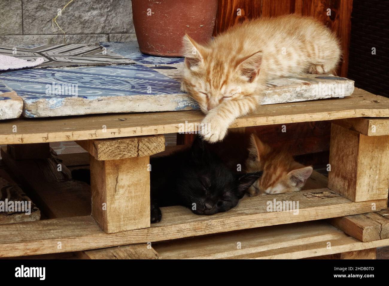 Primo piano di tre gatti che dormono su ripiani in legno Foto Stock