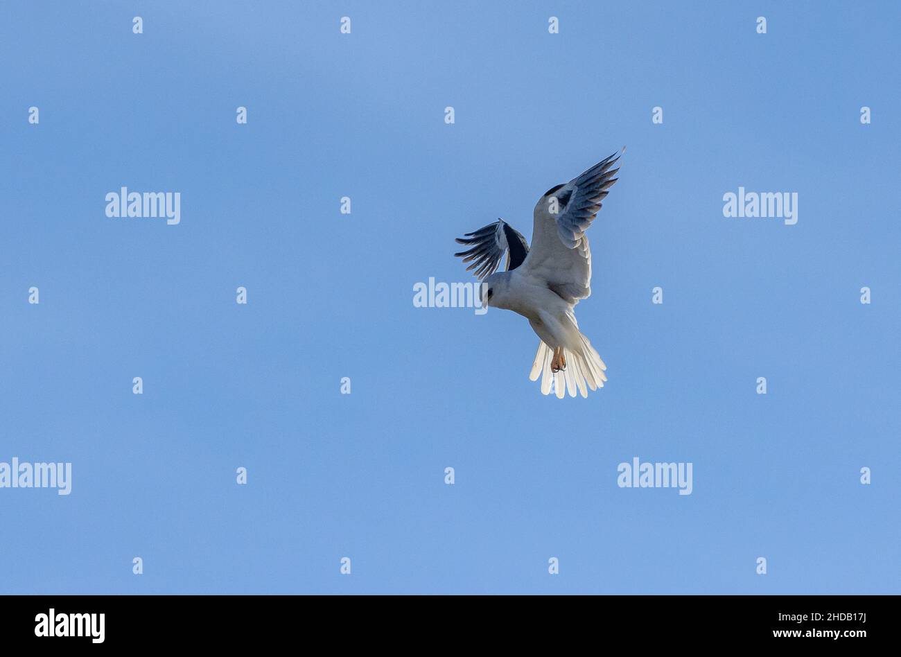 Aquilone dalla coda bianca, Elanus leucurus, hovering in volo in inverno, California del Nord. Foto Stock