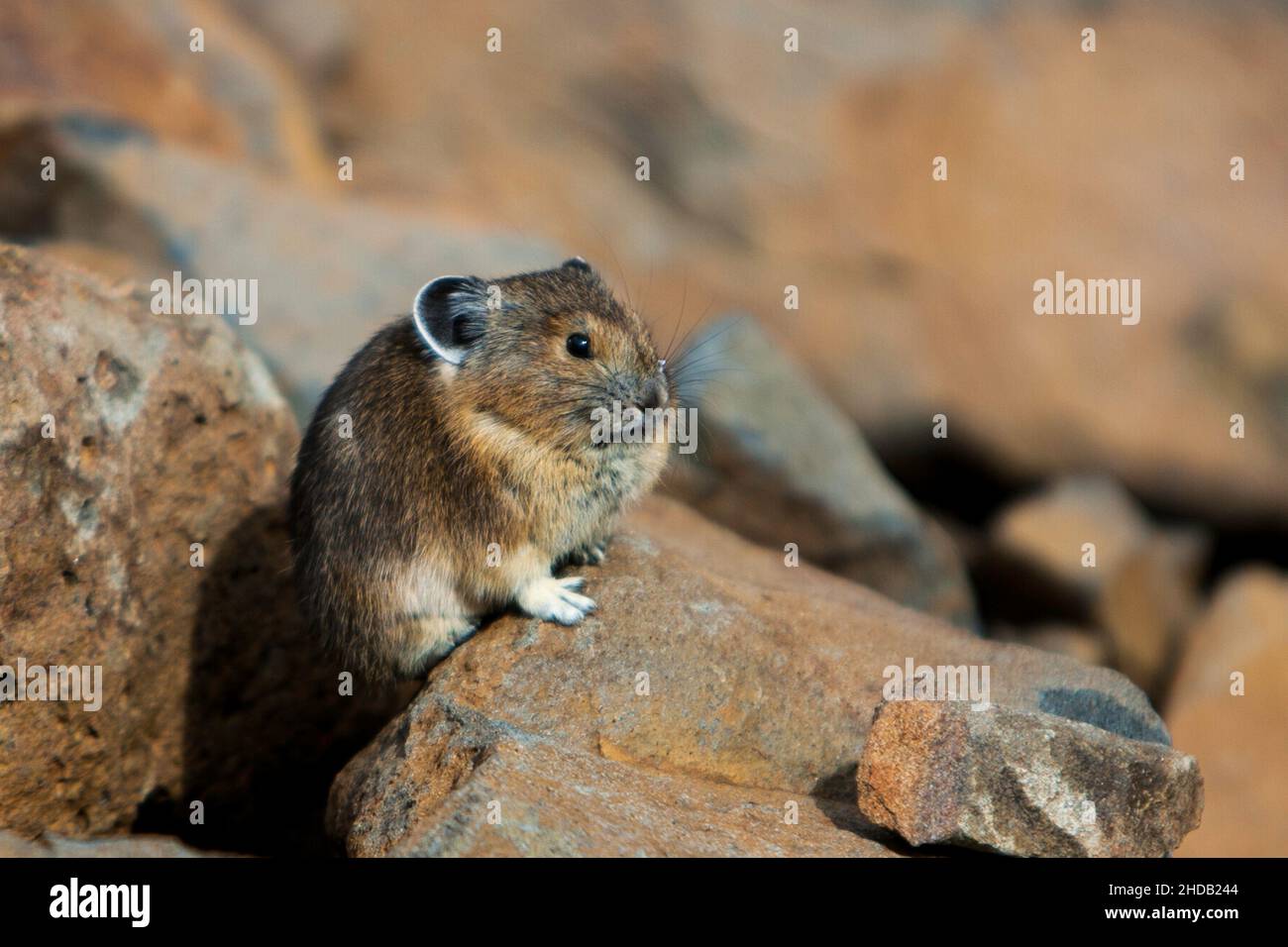 Pika è un piccolo mammifero montano con gli arti corti, raccolgono la vegetazione, la accumulano per asciugare, prendono alle loro tane per mangiare in inverno Foto Stock