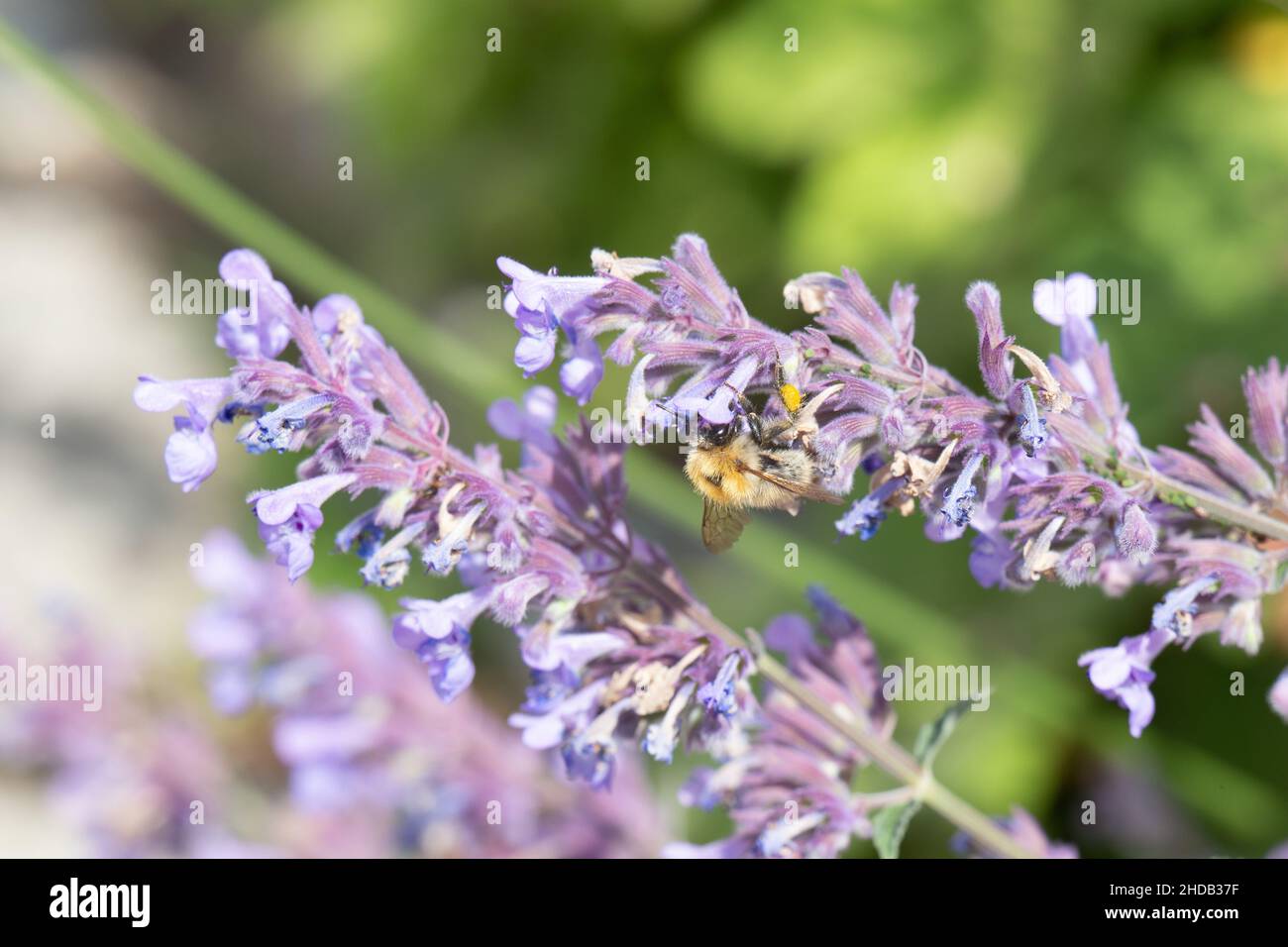 Bumblebee sul fiore viola Foto Stock