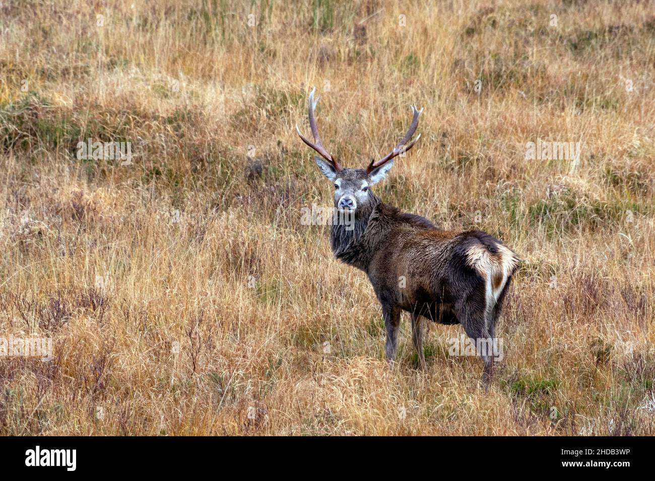 Scottish Red Deer Stag (Cervus elaphus scoticus) nelle Highlands scozzesi. Questo cervo è leggermente più piccolo del cervo rosso in Europa occidentale e il suo mantello Foto Stock