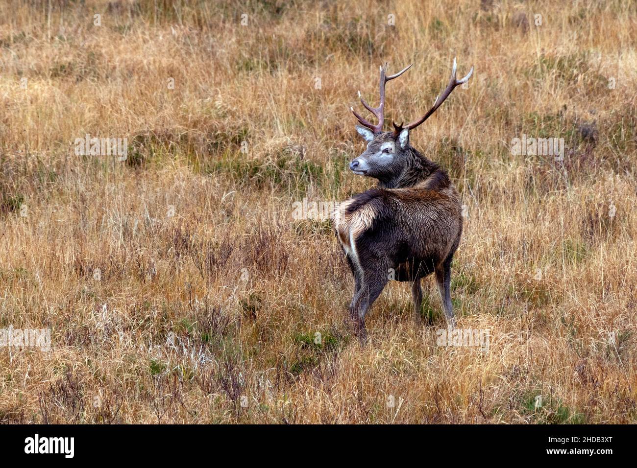 Scottish Red Deer Stag (Cervus elaphus scoticus) nelle Highlands scozzesi. Questo cervo è leggermente più piccolo del cervo rosso in Europa occidentale e il suo mantello Foto Stock