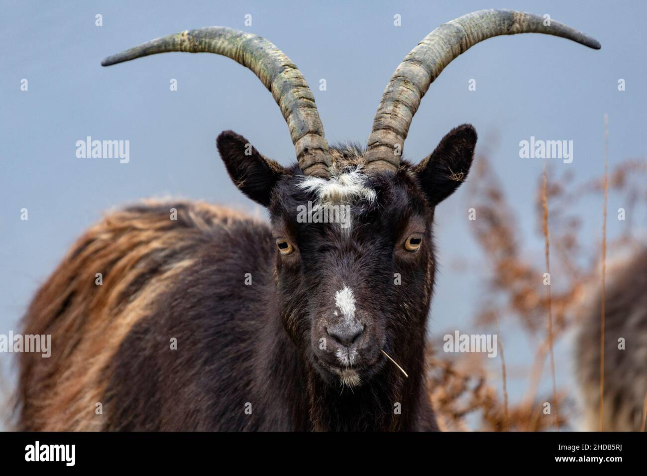 Capra ferale nelle Highlands della Scozia. Capra ferale è capra domestica (capra aegagrus hircus di Capra che è stato stabilito nel selvaggio. Foto Stock