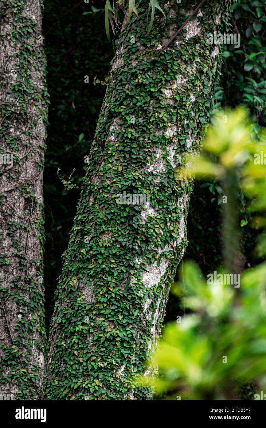 Pianta del parassita sul tronco dell'albero Foto Stock