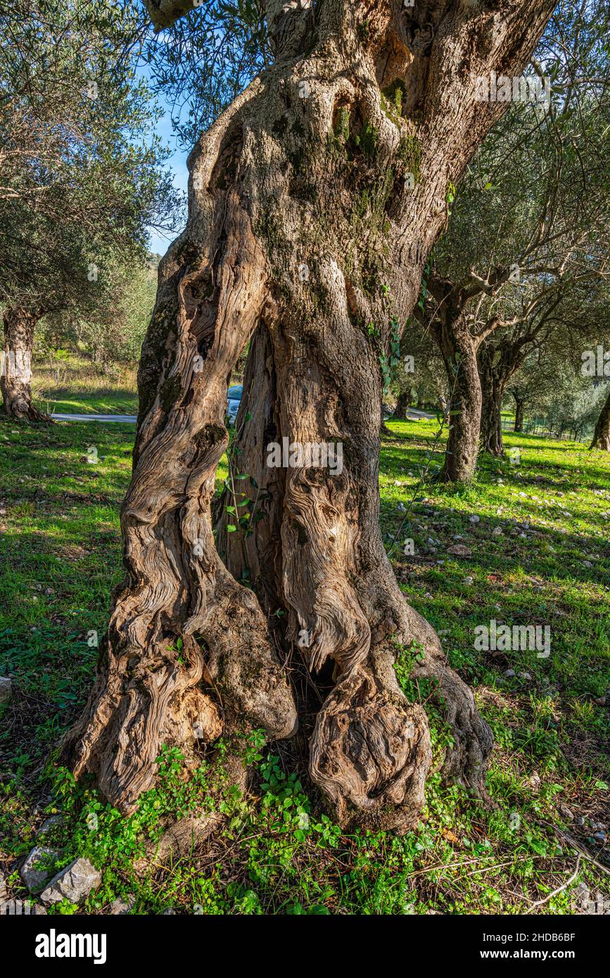 Ulivi secolari nella Riserva Naturale Parco dell'olivo di Venafro. Venafro, Provincia di Isernia, Molise, Italia, Europa Foto Stock