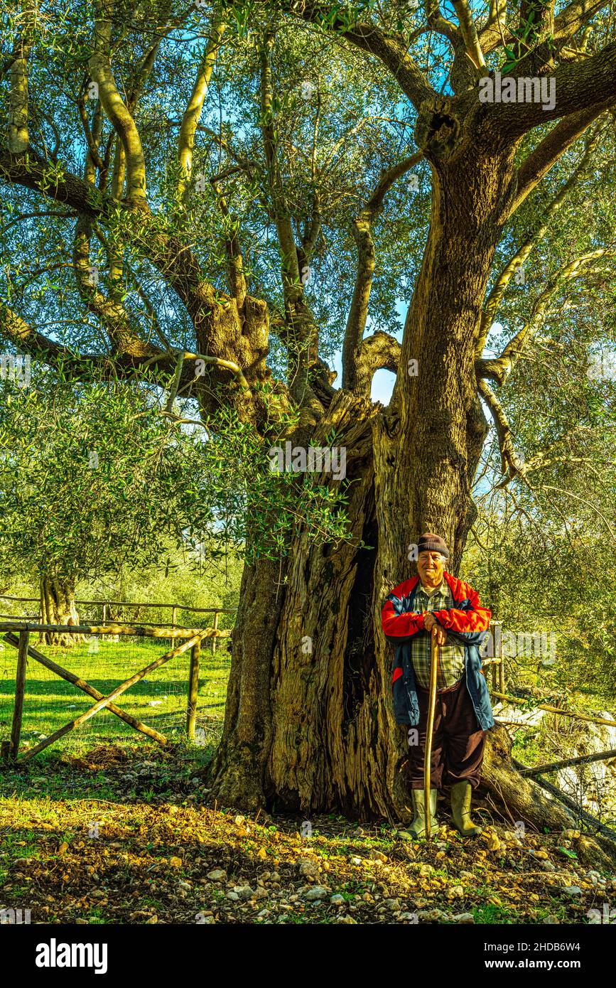 Un olivo di oltre cento anni e il pastore che possiede la terra nel Parco degli Olivi a Venafro. Venafro, Provincia di Isernia, Molise Foto Stock