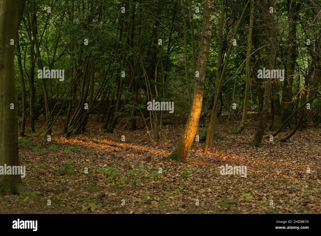 Un unico albero soleggiato in una foresta verde scuro simbolo per perdita morte solitudine terminazioni Foto Stock