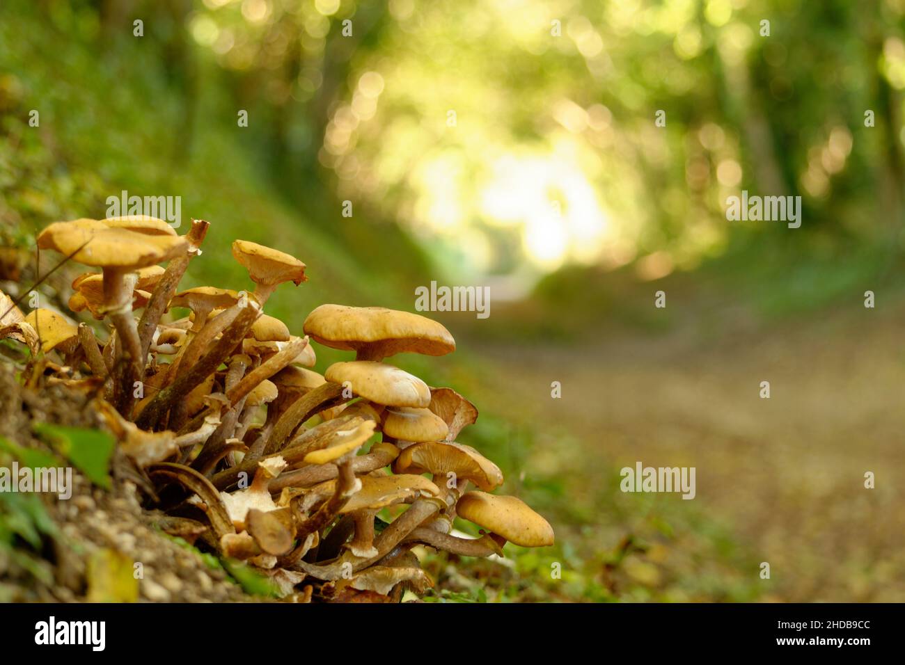 I funghi crescono sul lato di un tunnel di alberi vicino a Hinnaker nel Regno Unito. Foto Stock