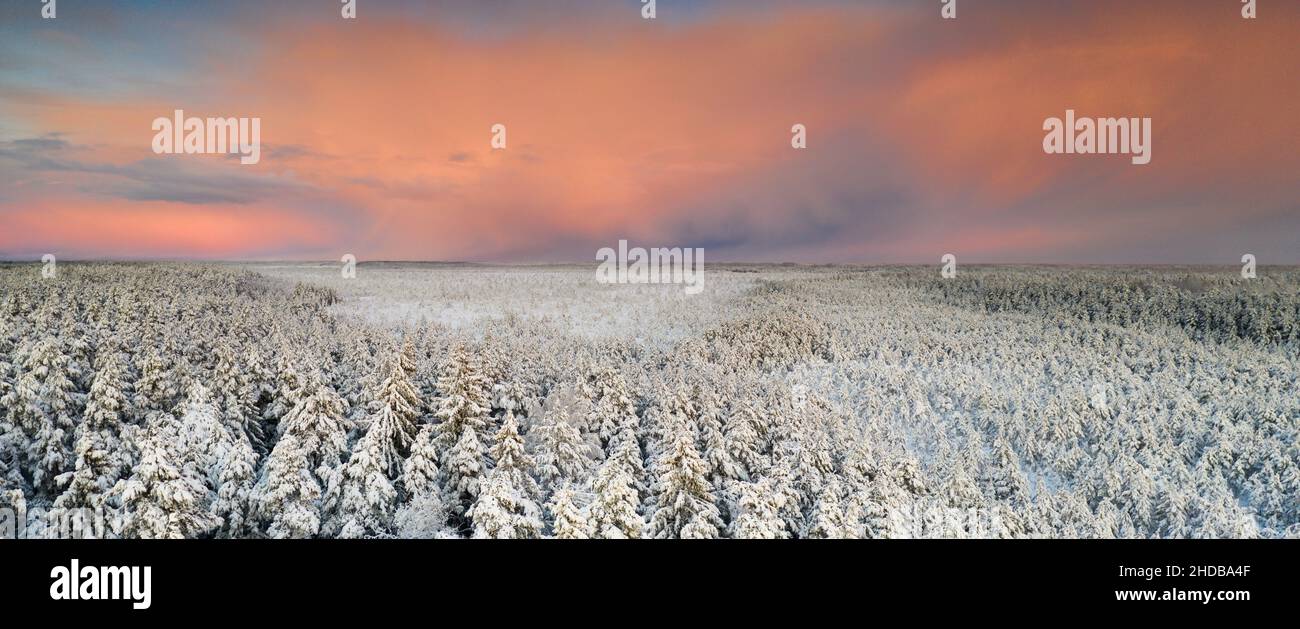 Cime degli alberi di conifere ricoperte di neve sullo sfondo delle nuvole di tempesta di neve colorate al tramonto Foto Stock