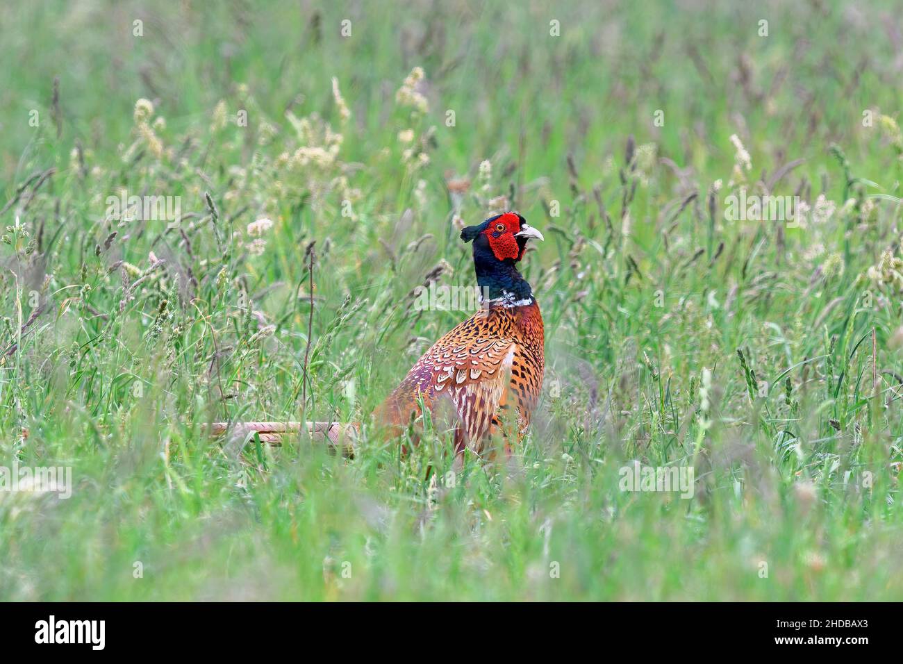 Maschio fagiano in piedi immobile in erba alta. Alla ricerca di cibo. Vista laterale, primo piano. Genere specie Phasianus colchicus. Foto Stock
