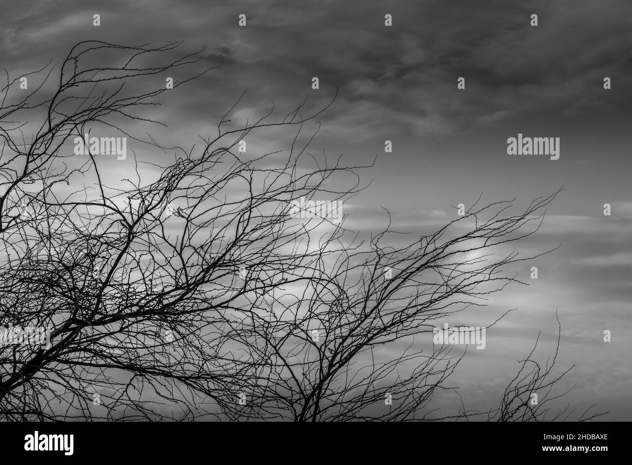 Vista al tramonto dal deserto dell'Arabia Saudid Foto Stock