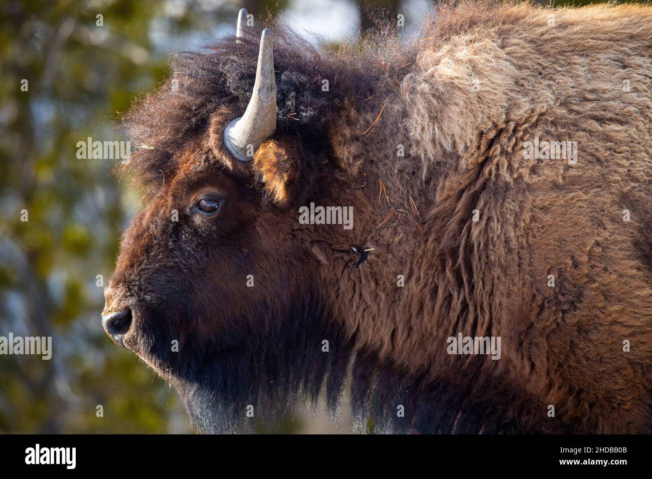 Selettivo di un bisonte nel Parco Nazionale di Yellowstone Foto Stock