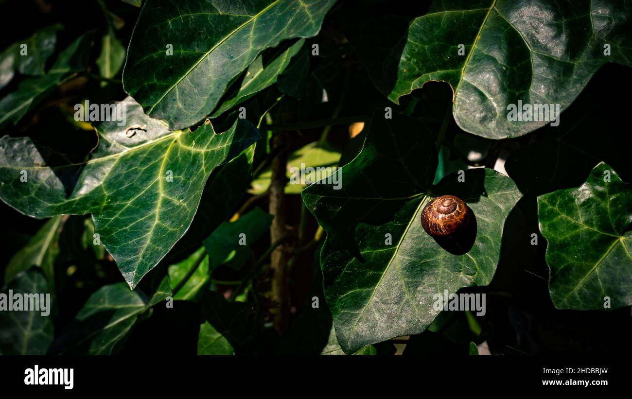Immagine di un guscio marrone di una lumaca di terra su una foglia verde di Ivy al sole Foto Stock
