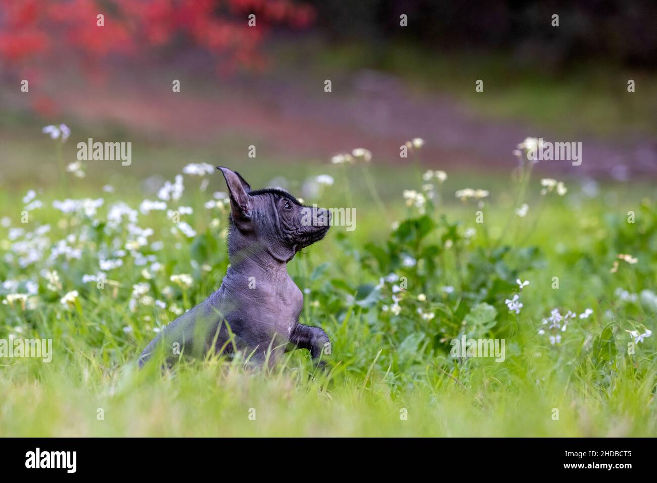 Cucciolo senza capelli Xoloitzcuintli in un campo di erba e fiori. Foto Stock