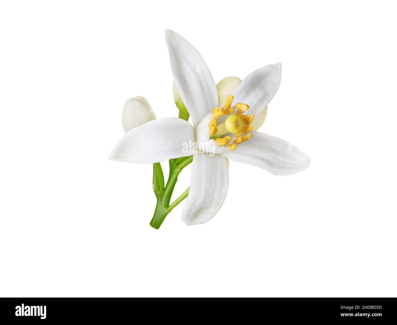 Fiore arancione bianco e boccioli isolato su bianco. Fiore di agrumi neroli. Foto Stock