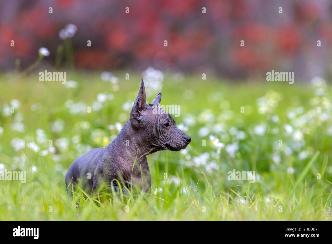 Cucciolo senza capelli Xoloitzcuintli in un campo di erba e fiori. Foto Stock