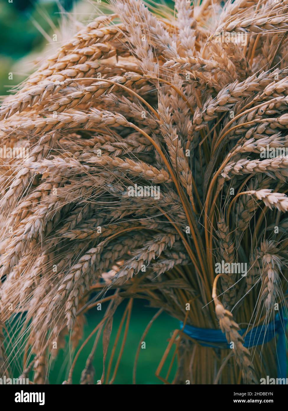 Un taglio di spighe di grano, primo piano. Un mazzo di spikelets maturi legati con corde blu. Foto Stock