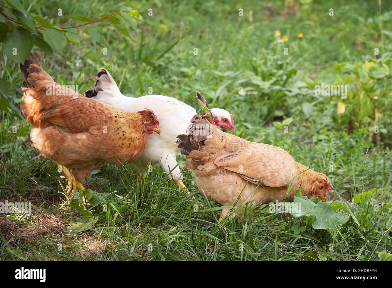 Tre polli tra le piante. Pascolo libero di pollame. Foto Stock