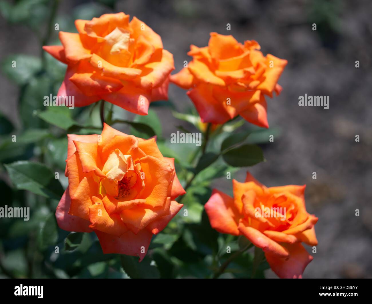 Quattro rose arancioni in una giornata di sole. Fiori di rosa in primo piano. Foto Stock