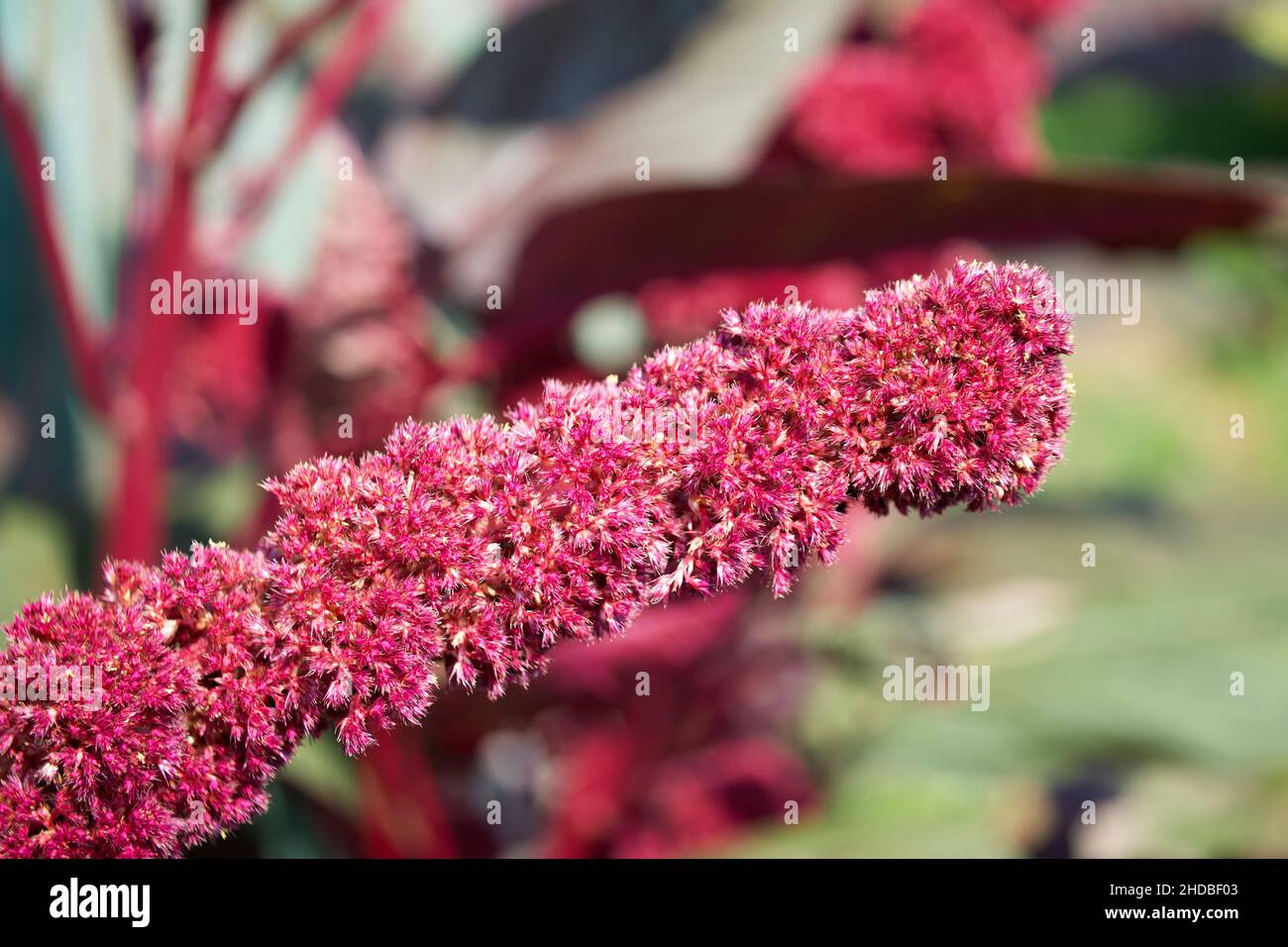 Un mazzo di piante di amaranto in fiore, infiorescenza rossa. Primo piano Amaranth. Foto Stock